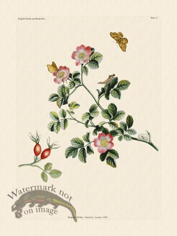 Wilkes Butterflies 009